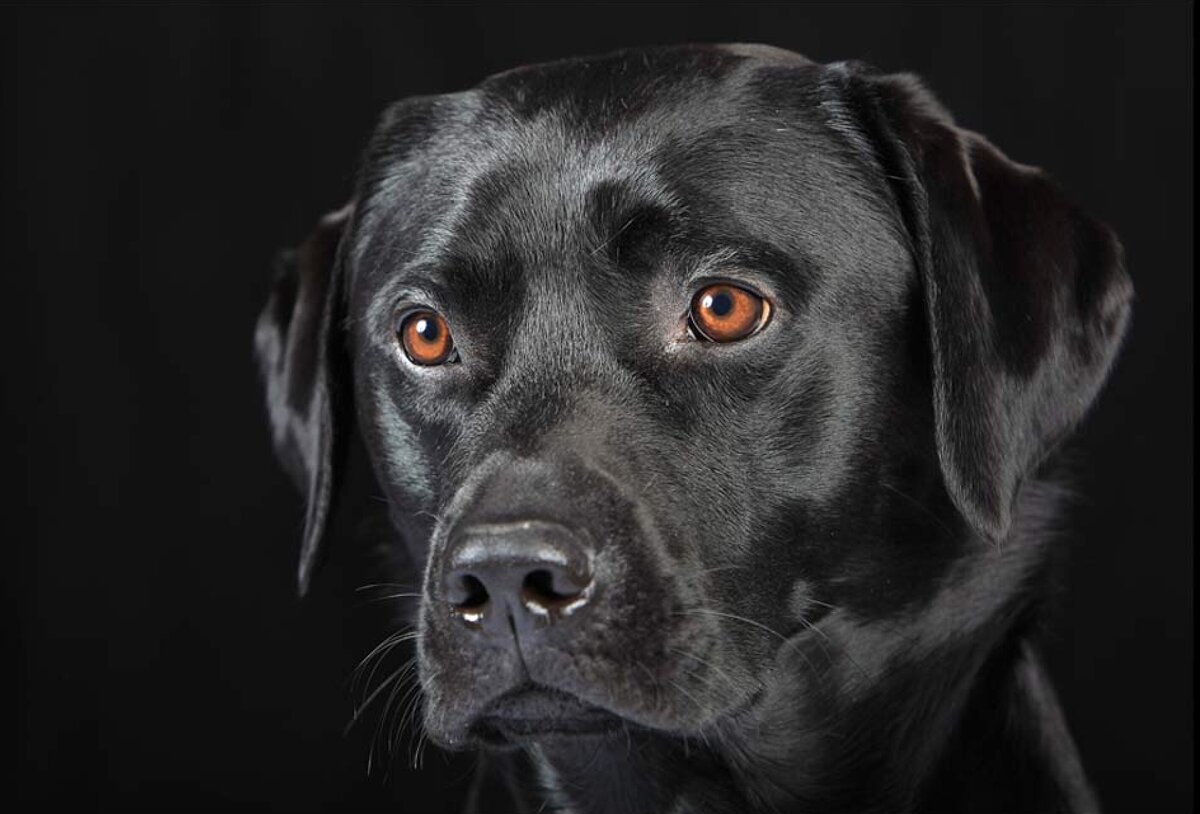 Изображение взято с сайта  animalsmix.com