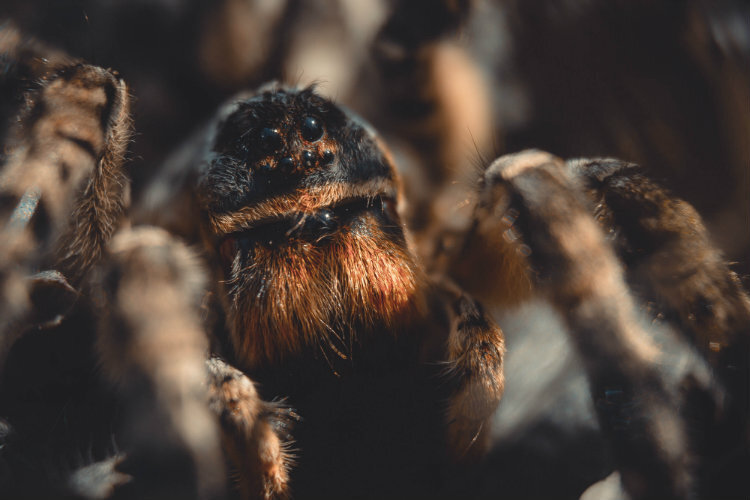Фото: Dmitry Veselov / Shutterstock.com