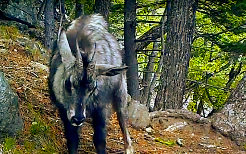 Амурский горал