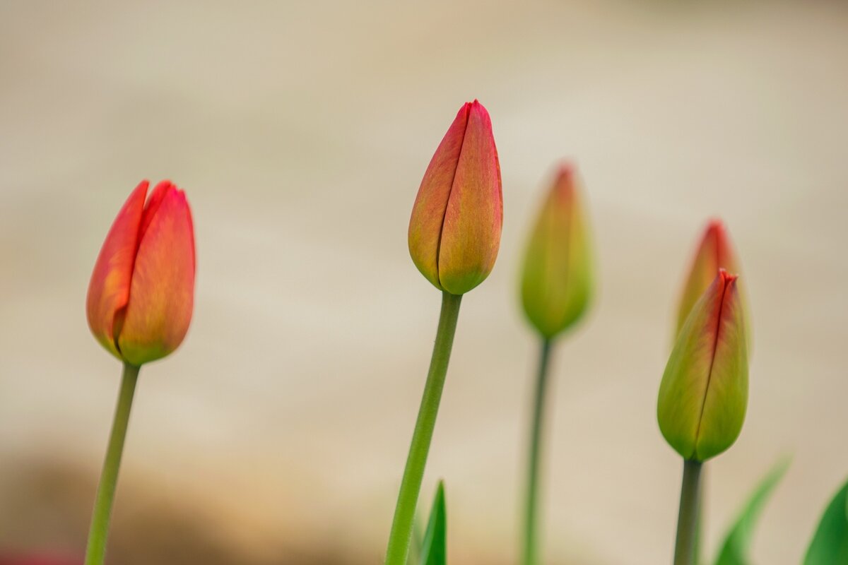 Как быстро раскрываются тюльпаны. Язык цветов тюльпаны.