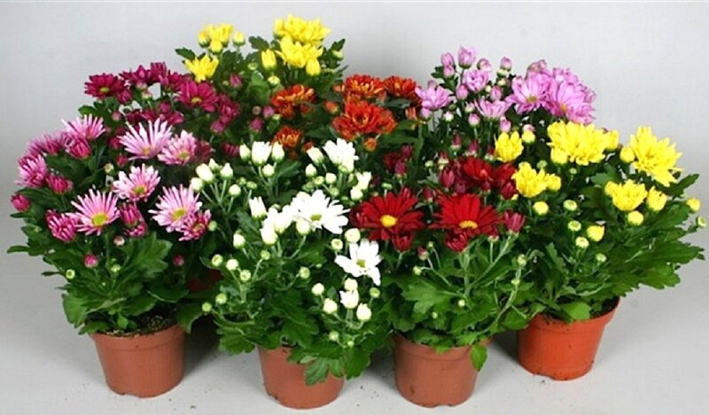 Цветы похожие на хризантемы: 10 растений с хризантемовидным цветением