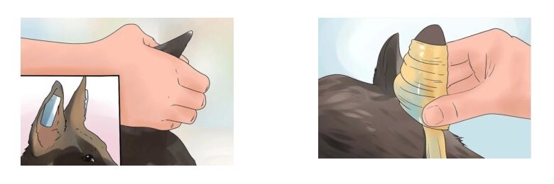 Сроки, когда уши щенка должны встать самостоятельно