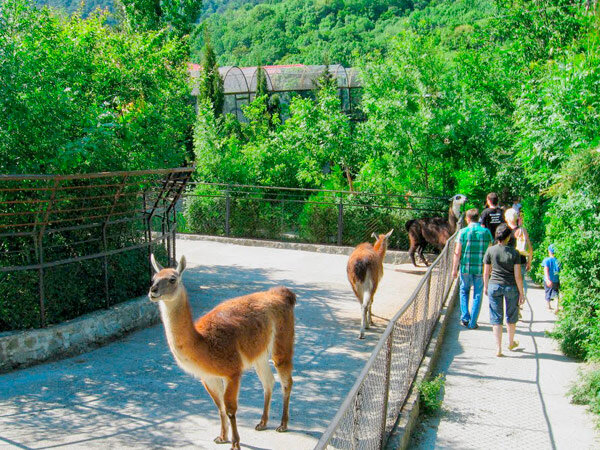 В Ялтинском зоопарке. Фото Яндекс.Картинки
