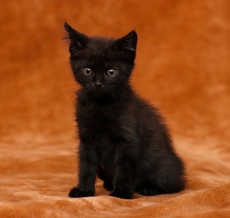 Поцелуйчик, или Ре Луи, около 1,5 - 2 месяцев.