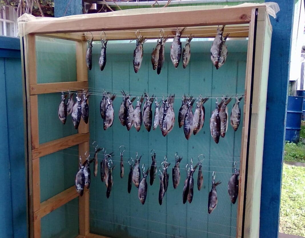 Сушилка для рыбы в домашних условиях
