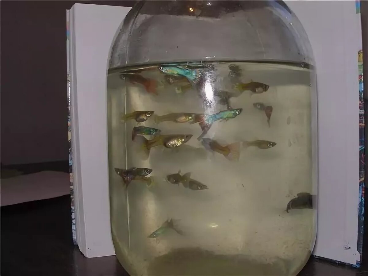 Рыба в банке как называется. Аквариумные рыбки в банке. Рыбки в трехлитровой банке. Мальки в банке. Рыбка в банке.