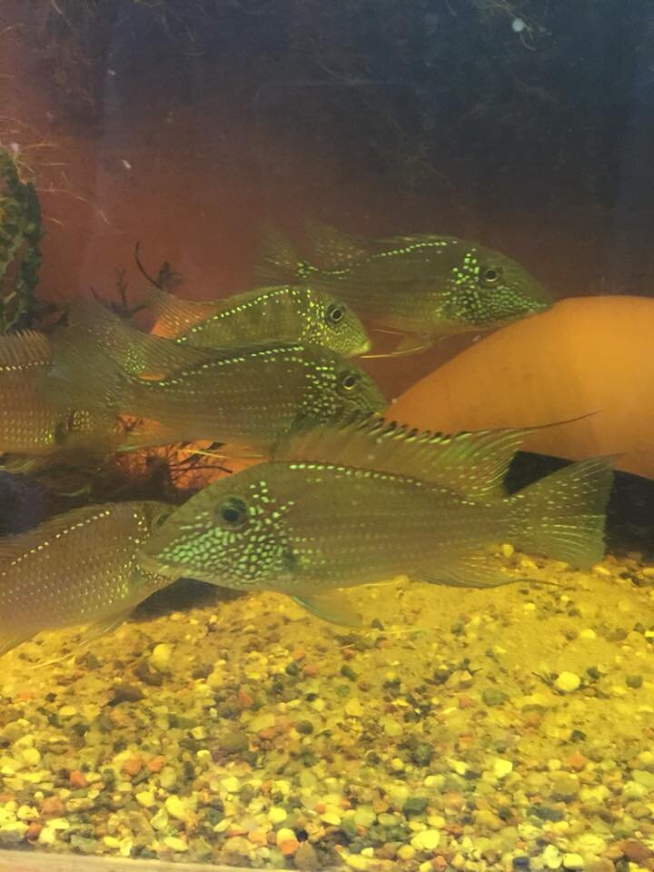 Geophagus jurupari.