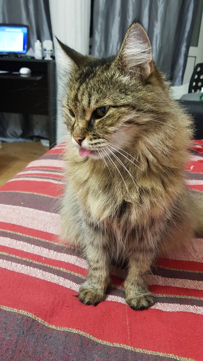 Всем врагам назло!