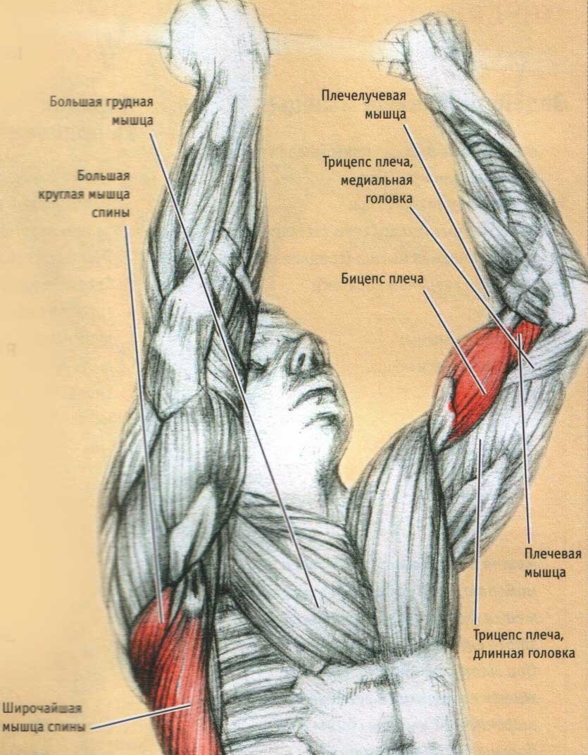 Мышцы трицепса. Мышцы задействованные при подтягивании. Подтягивания узким хватом мышцы. Мышцы руки трицепс. Подтягивания на бицепс.