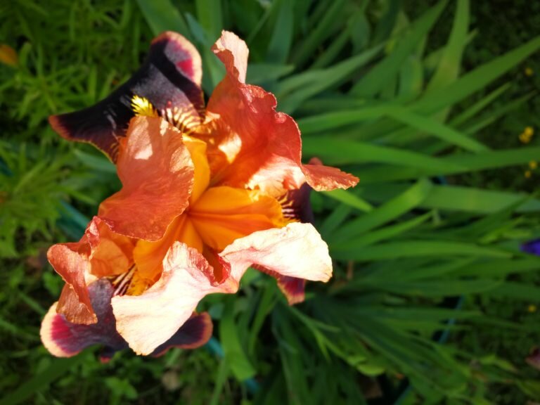 Элегантные ирисы