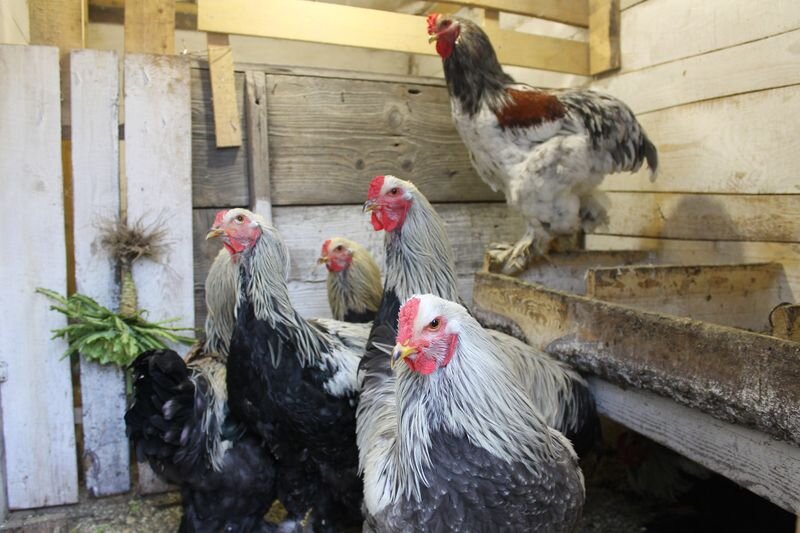 наши поставщики пера и пуха. 