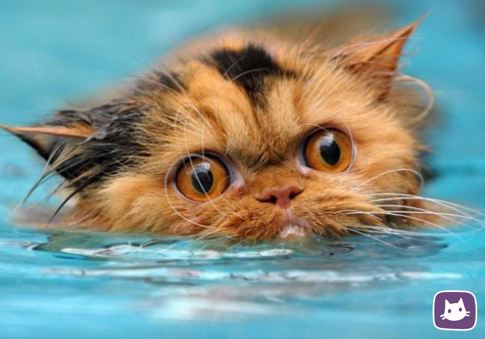 Установление негативных и положительных ассоциаций