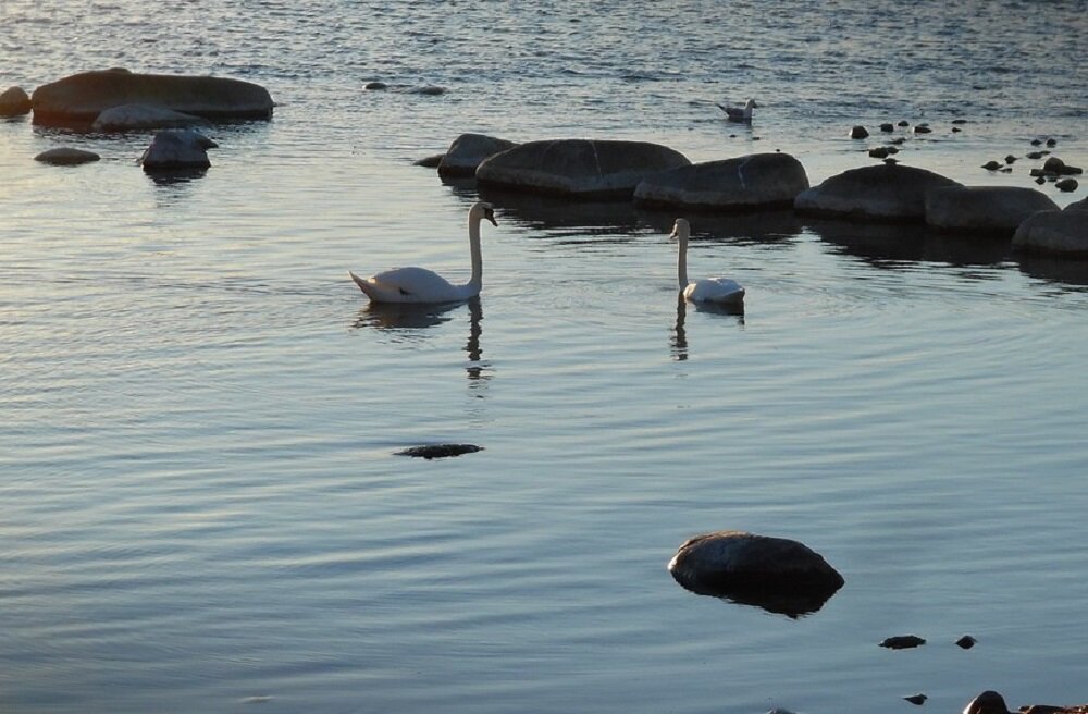 Лебеди у берега острова Готланд.