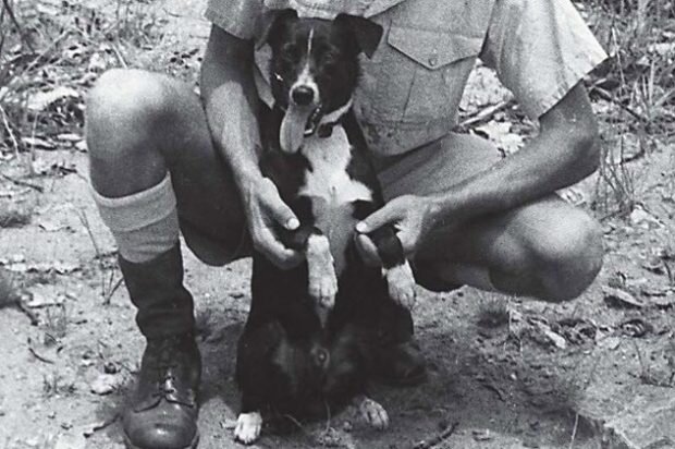 Чуткий пёс на пенсии