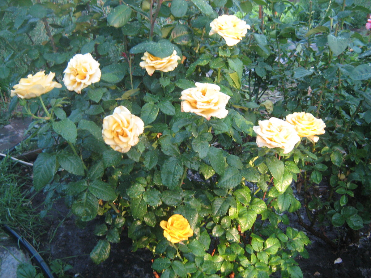 Вот под этим кустиком на родительской даче есть место для гиацинта