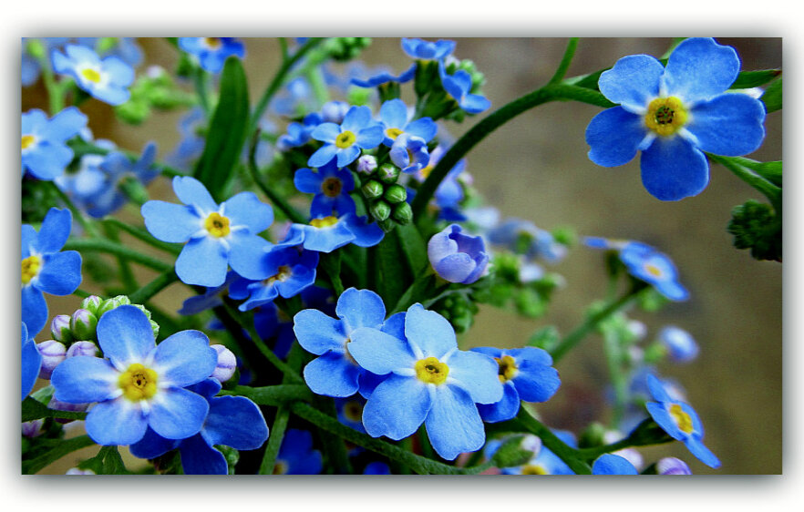На фото изображены: Незабудки.