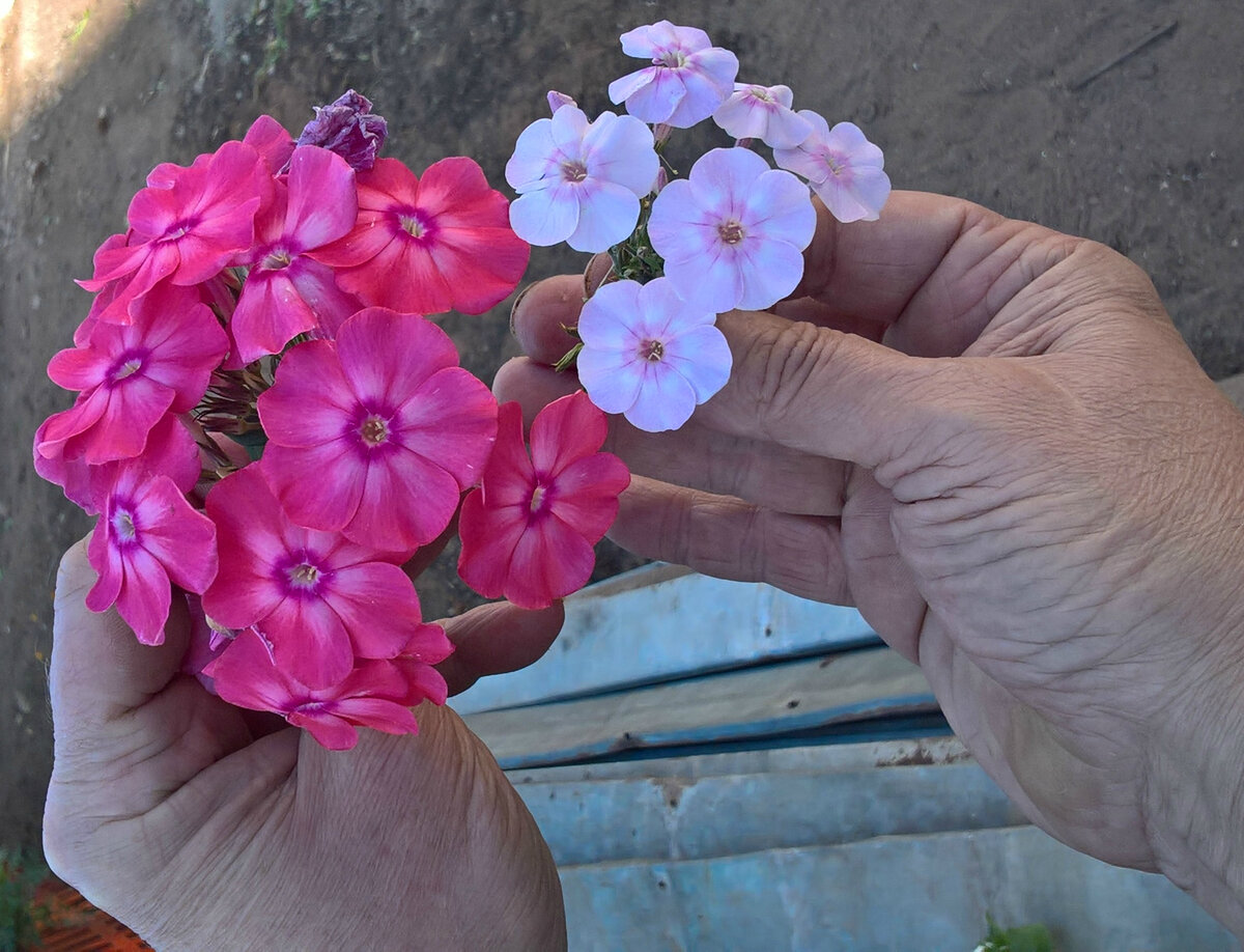 Флокс земляничное суфле фото. Флокс Земляничное суфле. Флокс молочное суфле. Флокс Земляничное суфле фото и описание.