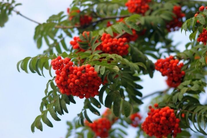 фото: pixabay.com