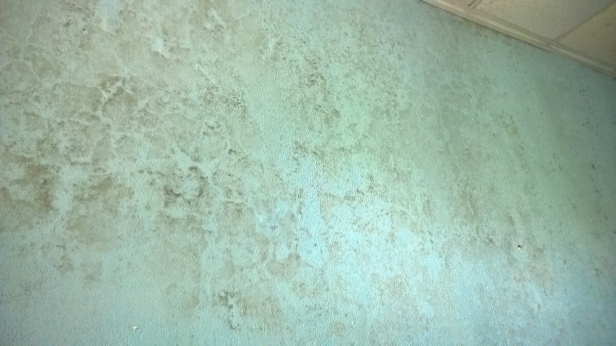 Стены пропитаны грибком.