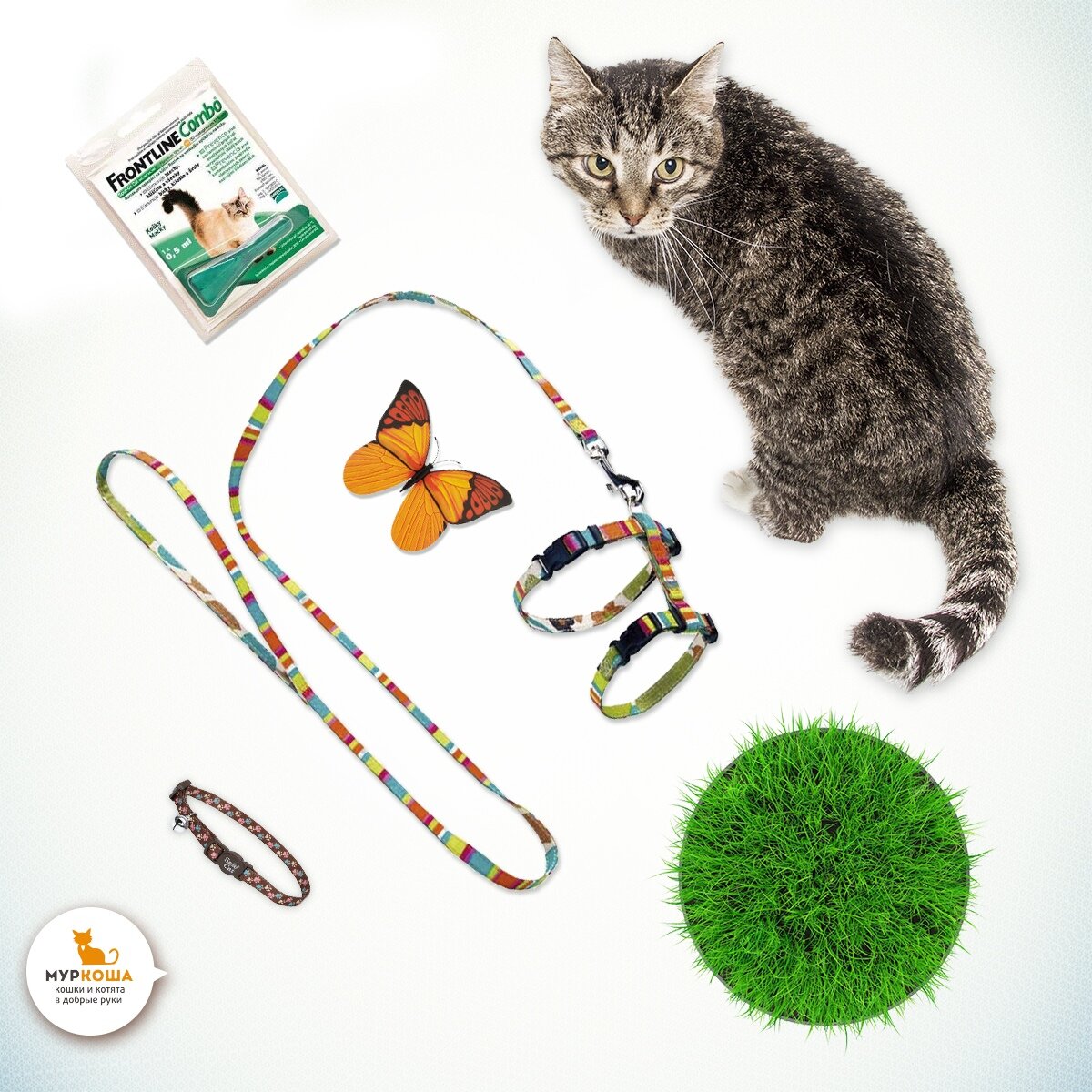 Ласковый котик Боровичок, который очень ждет встречи со своей семьей в приюте!