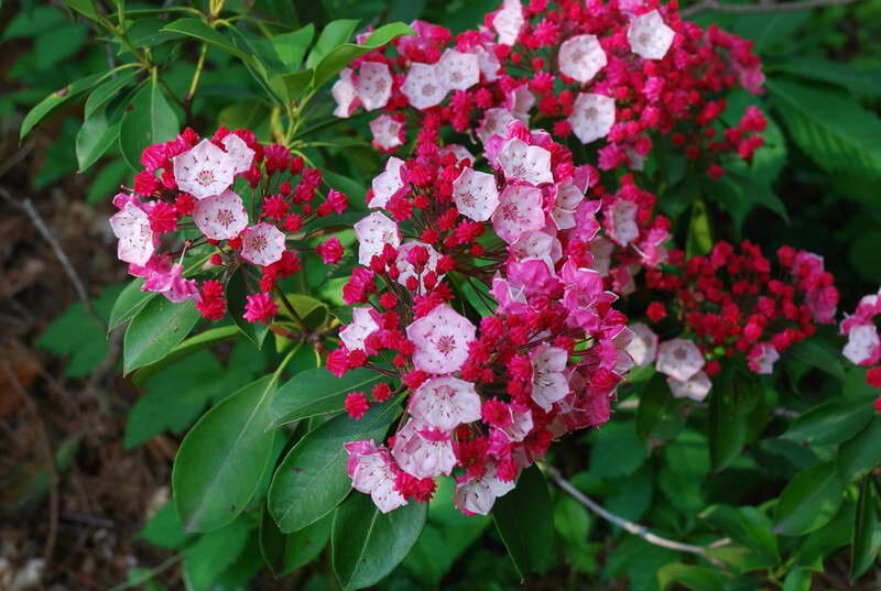 Кальмия Kalmia latifolia ‘Olympic Fire’ 