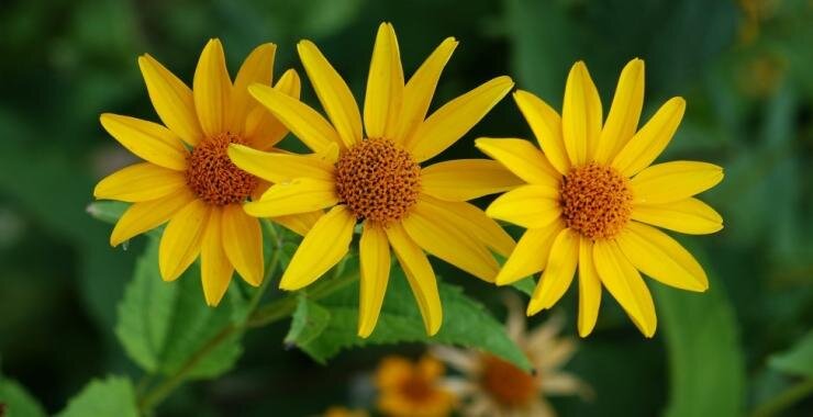 Способы посадки и рекомендации