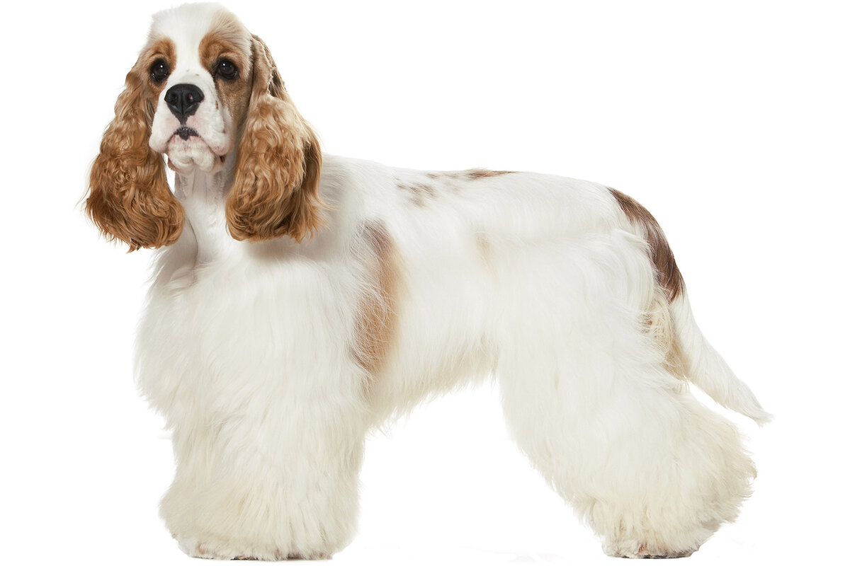 Американский кокер-спаниель