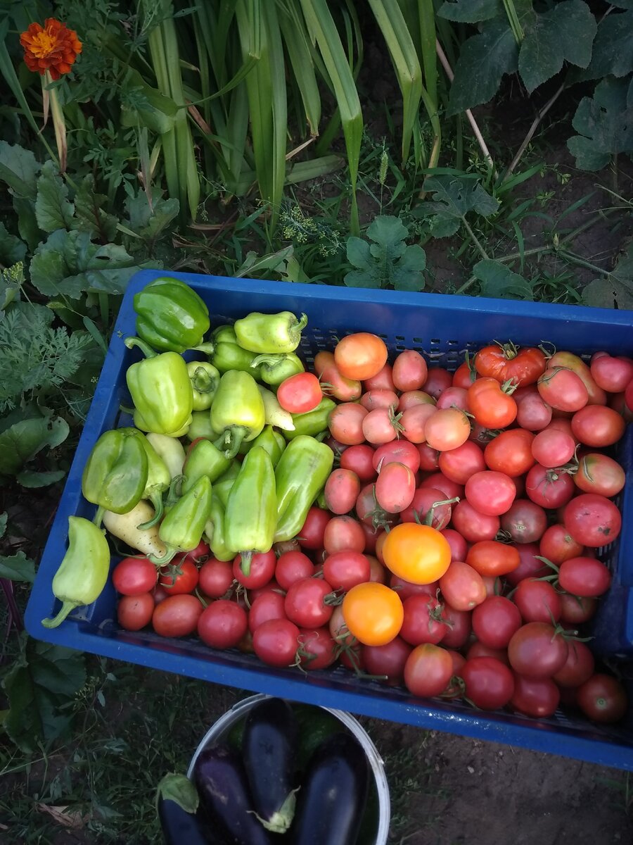 Дары природы надо куда-то девать