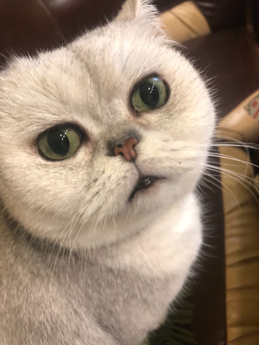 Котик, потому что других фоток нет ))