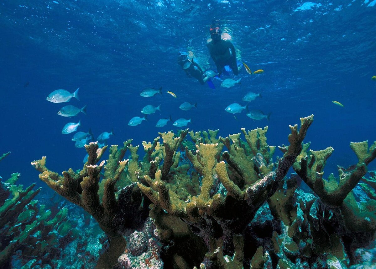 https://cdn.pixabay.com/photo/2015/01/05/15/48/elkhorn-coral-589407_1280.jpg