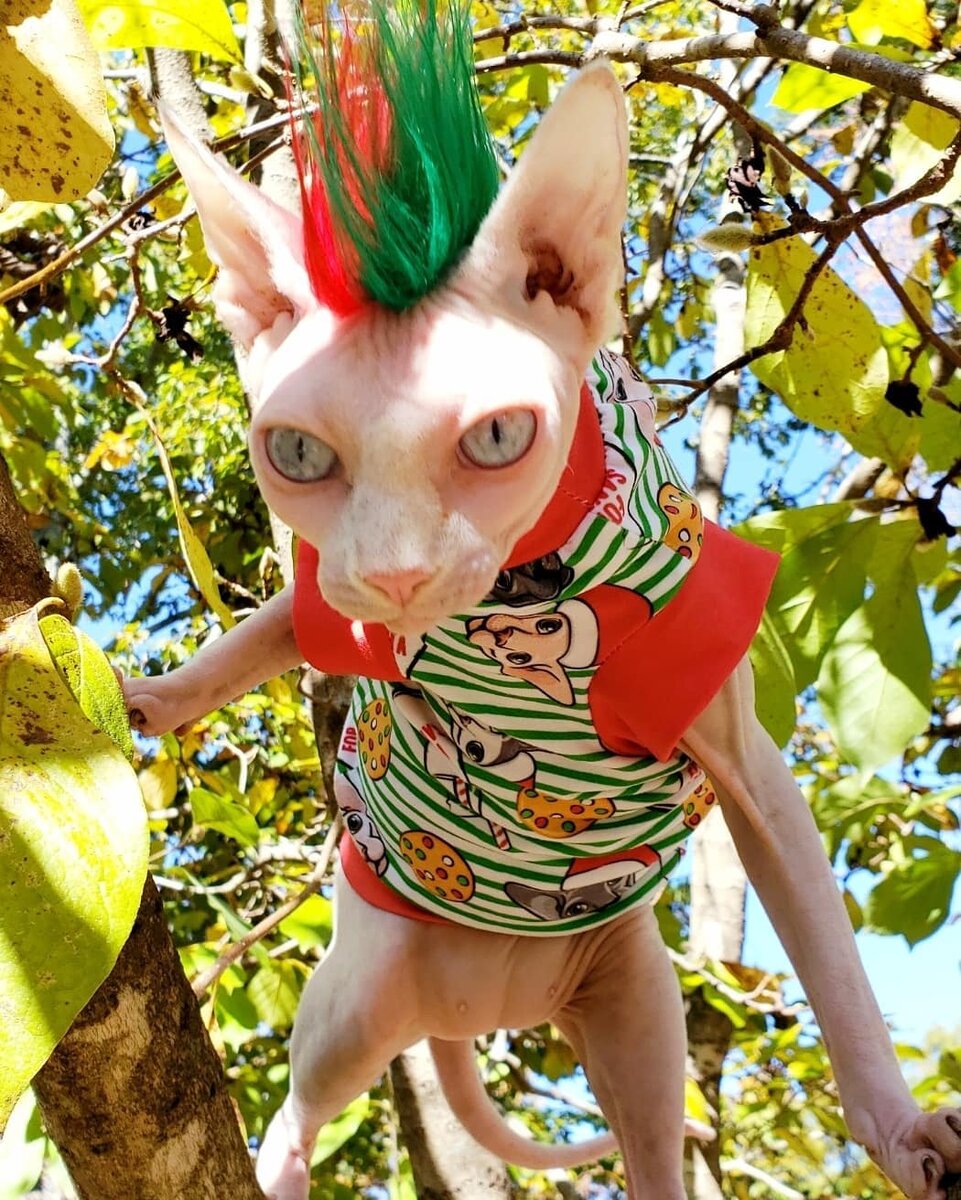 Ничего удивительного, просто сфинкс с ирокезом