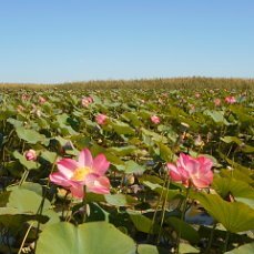 Это моя фотография. Поэтому без ссылок на авторские права.