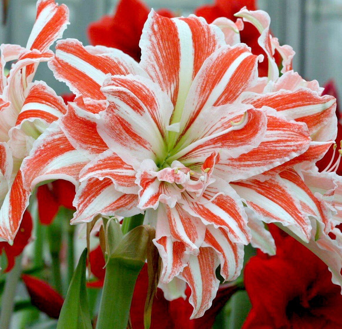 Гиппеаструм сорт Dancing Queen