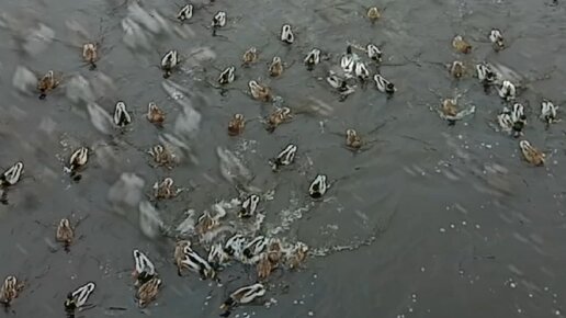 Накормили с сыном голубей и уток кедровыми орешками