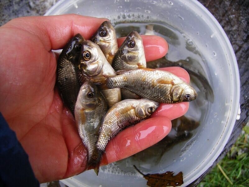 Отличный живец на щуку. Мелкий карась