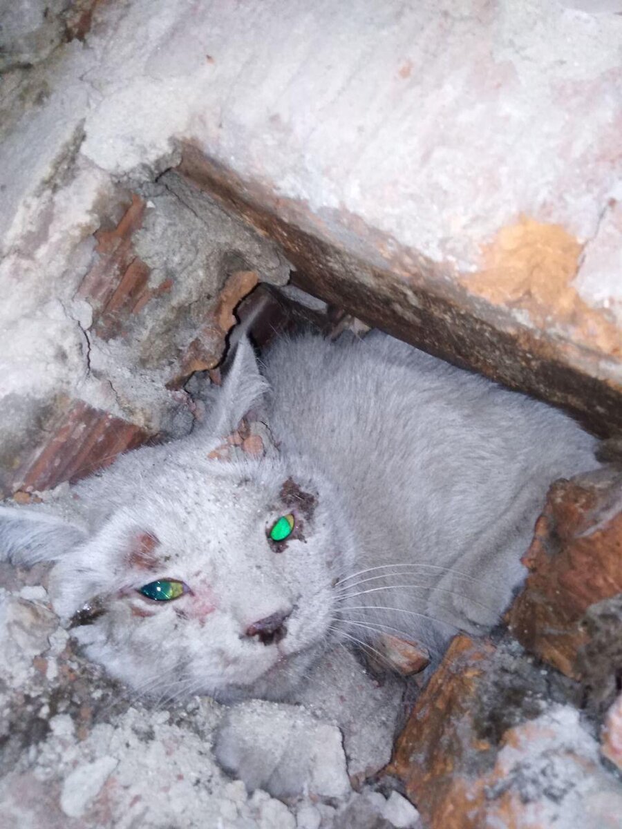 Один из главных действующих лиц, имя его мне не сказали. Просто "Кот"