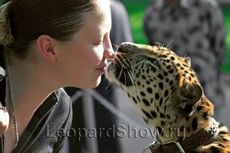 leopardshow.ru