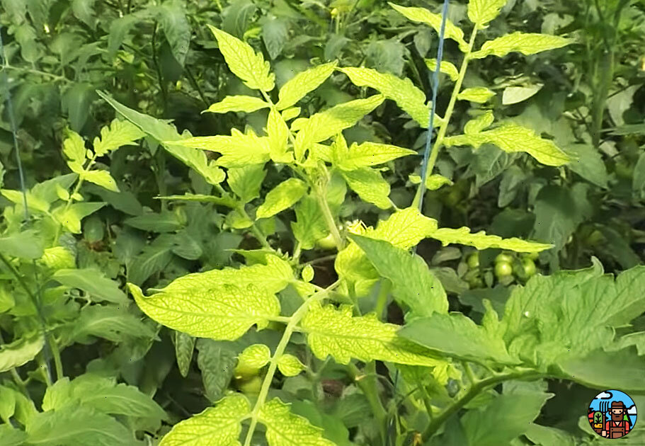Пример пожелтевших листьв томата
