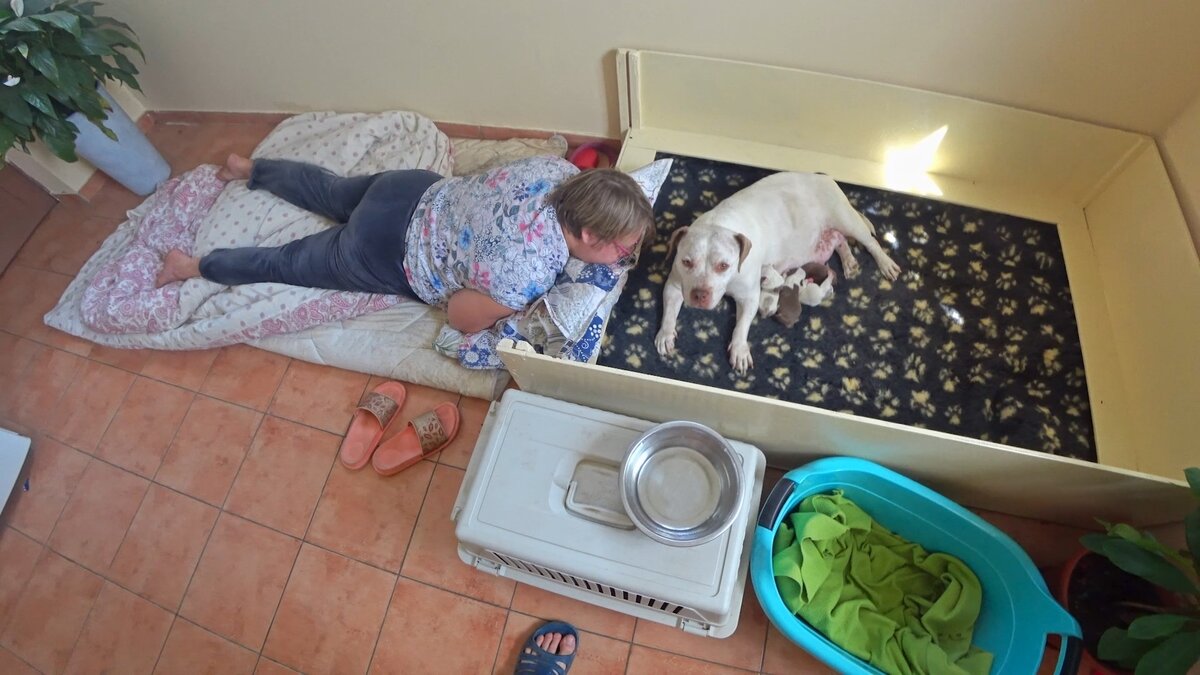 Заводчик и собака