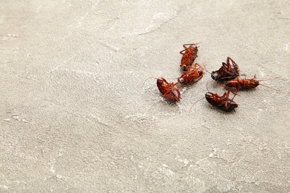 Полудохлый таракан. Мертвые тараканы во сне. Пруссаки насекомые. Мертвые тараканы во сне. Таракан на верёвочке.