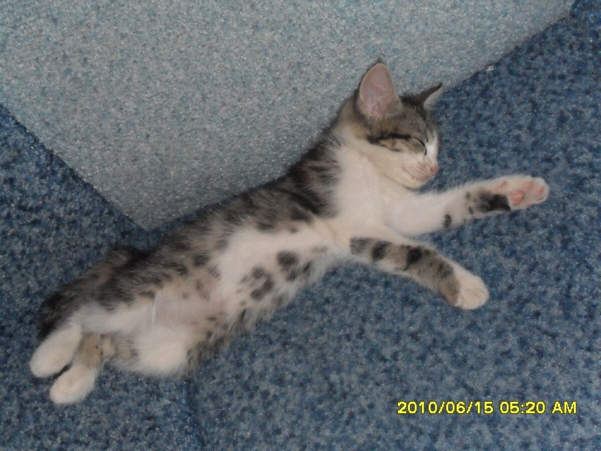 Пятна не четкие и он голубоглазый тут ещё))