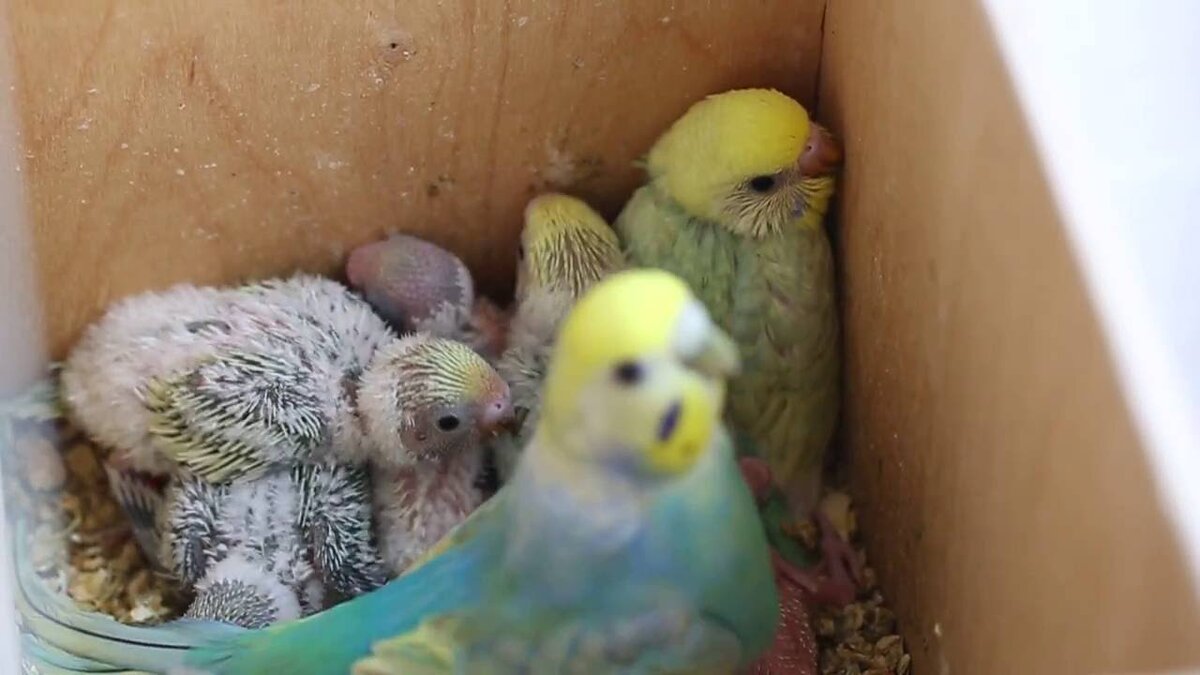 Разведение волнистых попугаев: как птицы откладывают яйца и сколько высиживают, развитие новорождённых птенцов. Кормление, уход, приручение маленьких попугаев. ... Спаривать волнистых попугаев можно с возраста 1–1,5 года. Чтобы «запустить» инстинкт продолжения рода, в клетке с попугаями необходимо подвесить домик или гнездо, выстеленные соломой или опилками. Самка самостоятельно продолжит обустройство гнезда. ... В таком случае нужно аккуратно положить его в гнездо. Периодичность откладывания яиц составляет день-два. Когда в гнезде появляется второе яйцо, самка приступает к его высиживанию. В кладке может быть 5–7 яиц, иногда до 12.