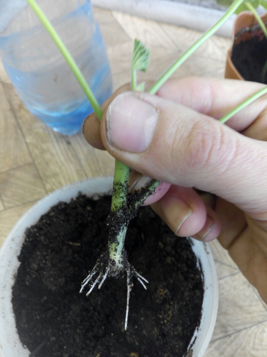 быстро образовавшиеся корешки на черенках герани 