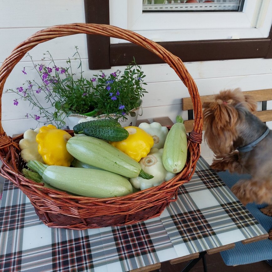  Бусинка уже посягает на своё любимое лакомство - огурчики.