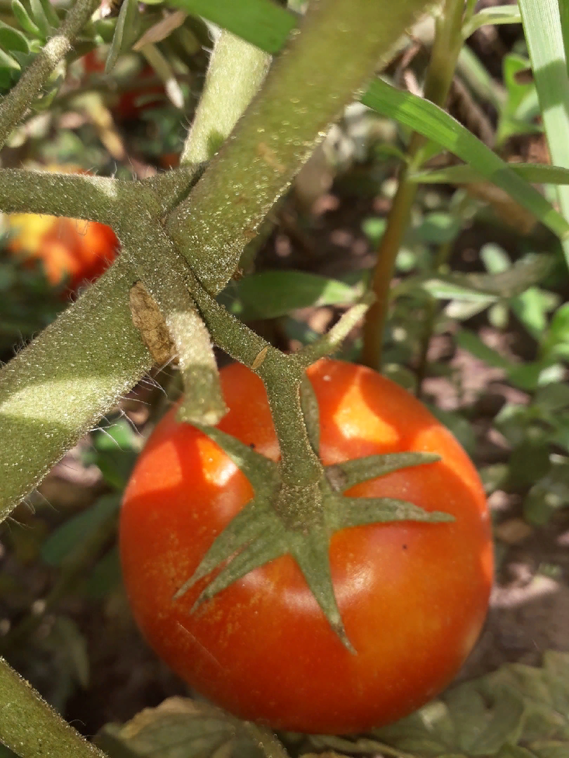 Помидоры пошли