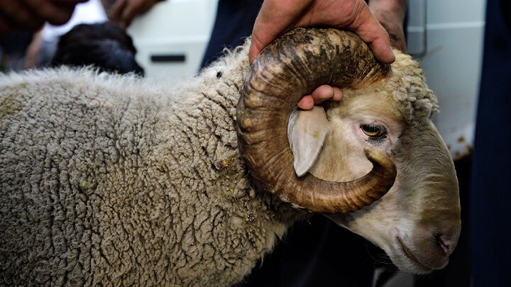 Кьурбан биххаву