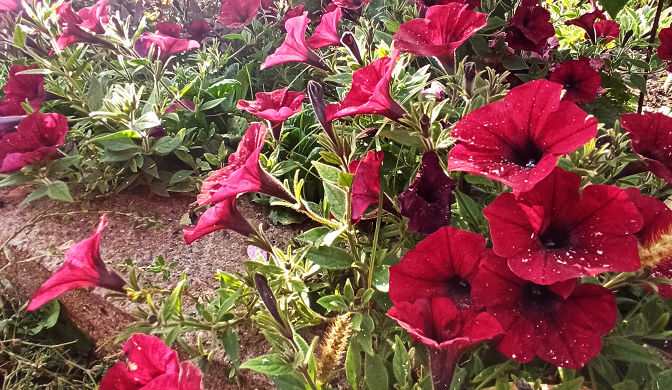 Заросли петунии могут быть такими, если не мешать, фото автора