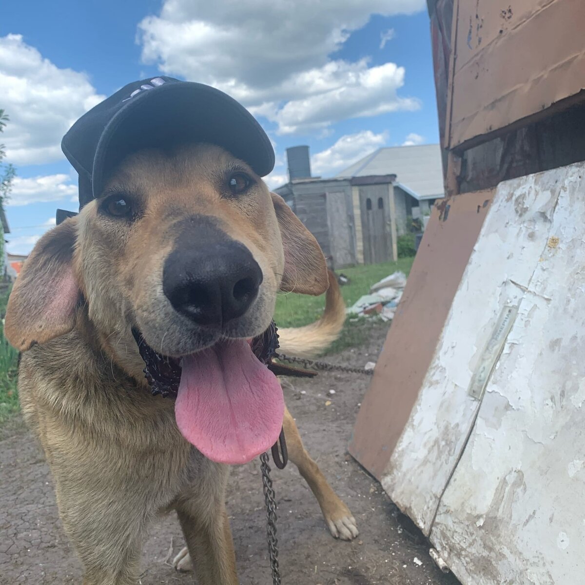 Очень нужен заботливый хозяин!