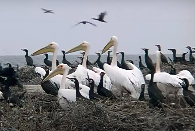 На пути в тёплые страны (скриншот из фильма  «Всё о Крыме». Авт. Е. Бондаренко)