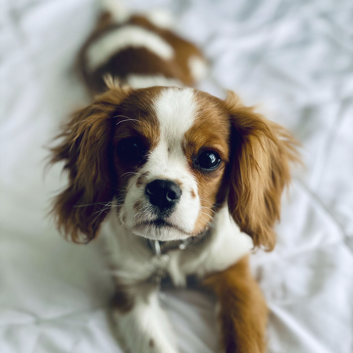 Cavalier King Charles Spaniel